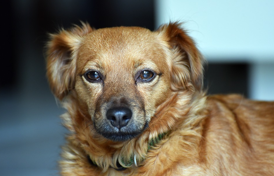 Common Challenges That Face Dogs and How to Solve Them